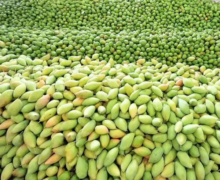 మామిడి రైతులకు సర్కారు గుడ్‌న్యూస్