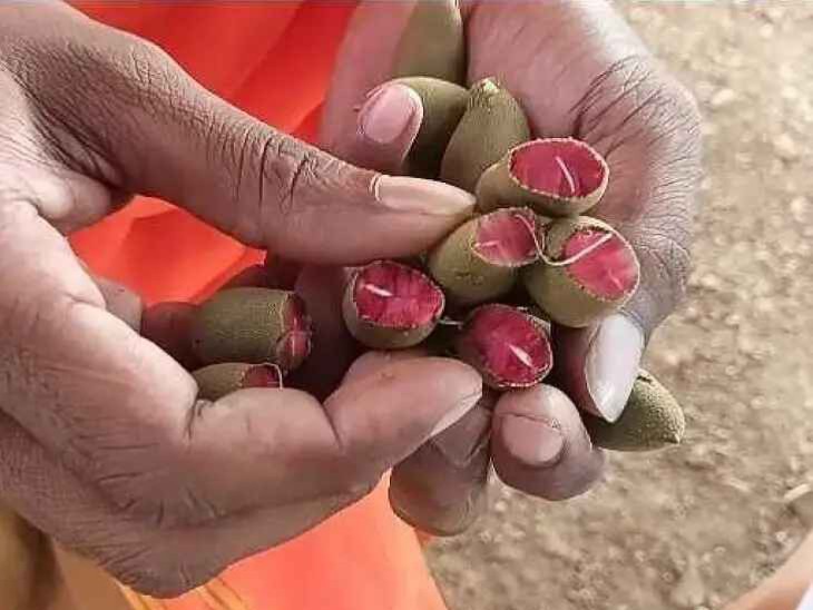 ఎర్ర చింతకాయ చెట్టు ఆకర్షణగా నాగల్ కడుమూరు