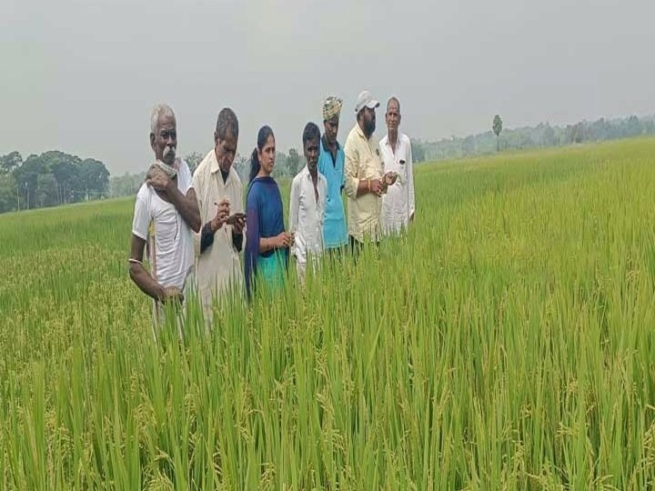 వరి పంటకు తెగుళ్లు.. ఇవి పిచికారీ చేయండి: ఏవో