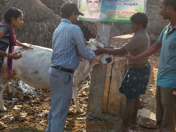 రేపటి నుంచి గాలికుంటు టీకాల శిబిరాలు
