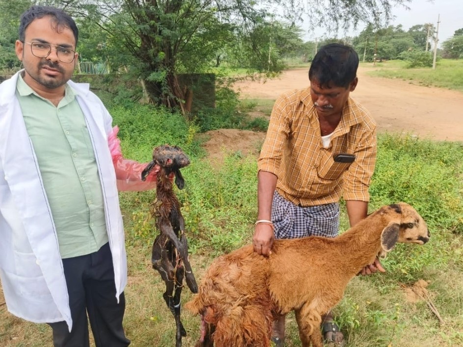 రెండు తలలతో గొర్రె పిల్ల జననం