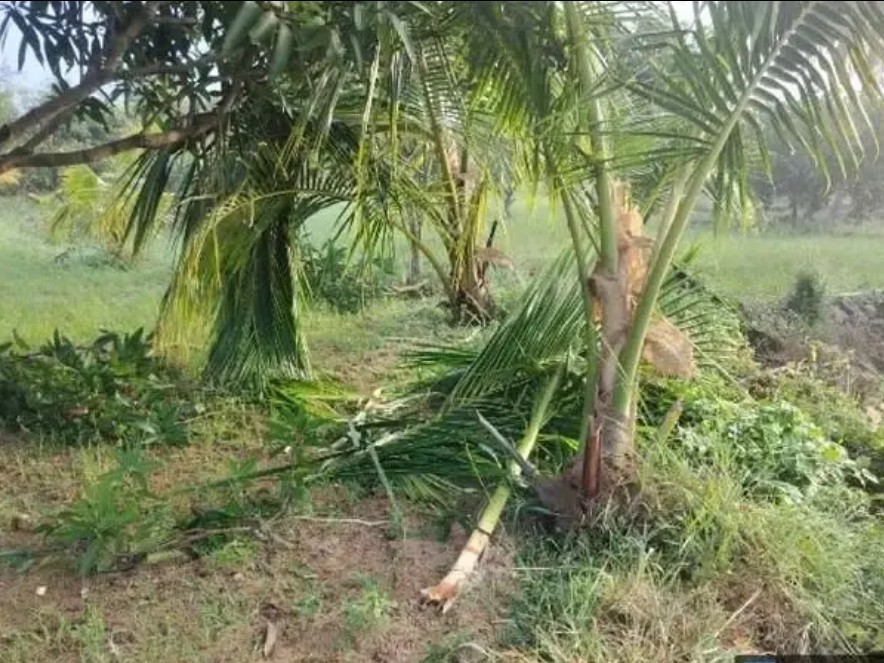 కల్లూరులో పంటలను ధ్వంసం చేసిన ఒంటరి ఏనుగు