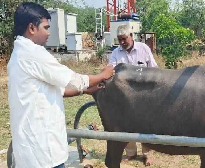 అడ్డాకులలో ఎఫ్‌ఎండీ టీకా డ్రైవ్ ప్రారంభం