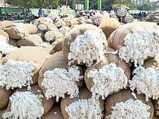 జమ్మికుంట పత్తి మార్కెట్లో పత్తి ధర నిలకడగా ఉంది
