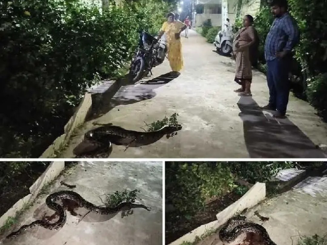 ఉండవల్లిలో కొండచిలువ కలకలం