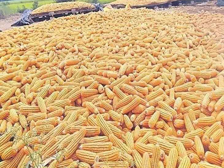 మక్కల కొనుగోళ్లకు రెడీ..!