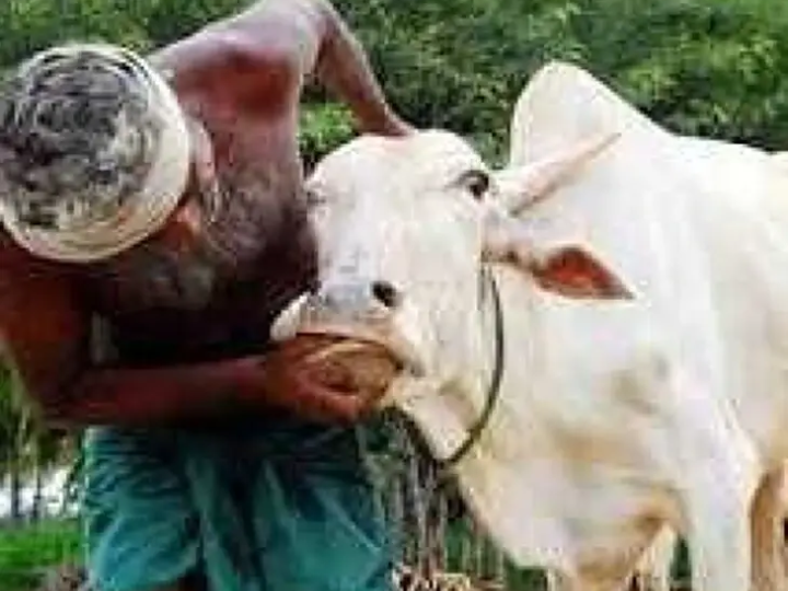 మీ పశువులకు టీకాలు వేయించండి