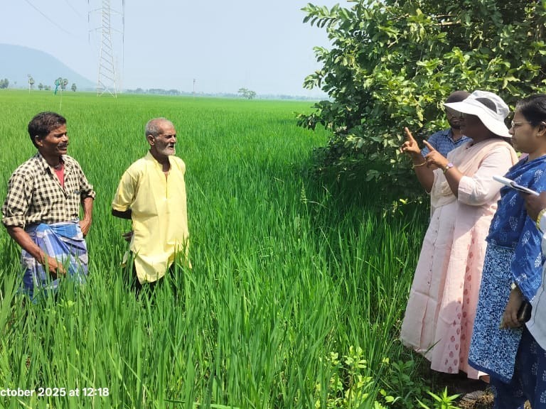 వరి పంటపై ఆశించిన తెగుళ్లు