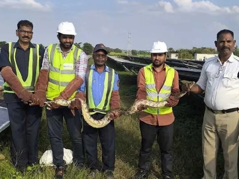 సోలార్ పవర్ ప్లాంట్లో భారీ కొండ చిలువ