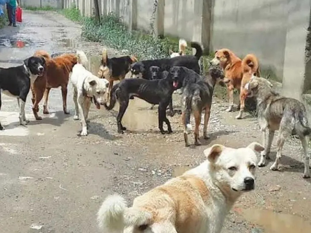 రాజుపేటలో కుక్కల స్వైర విహారం