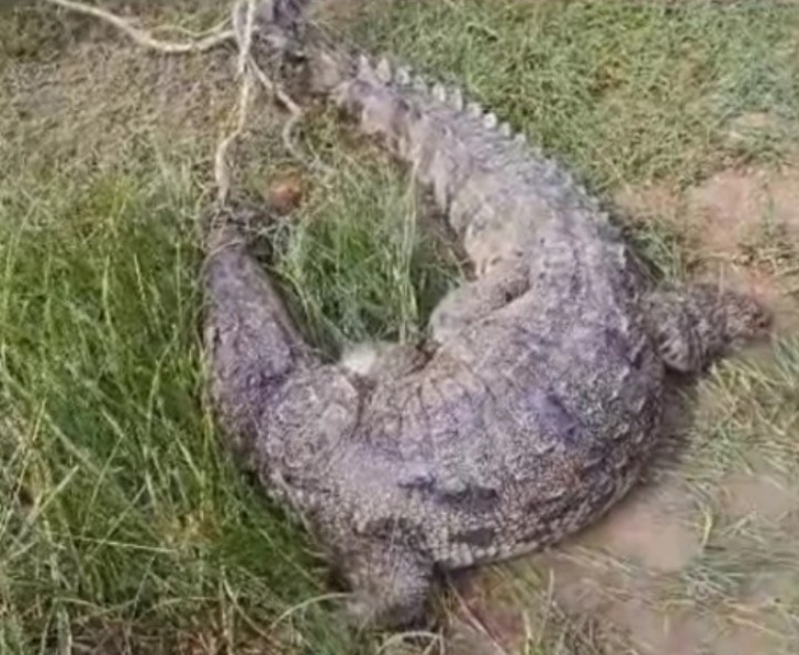 చేపల వలలో చిక్కిన మొసలి