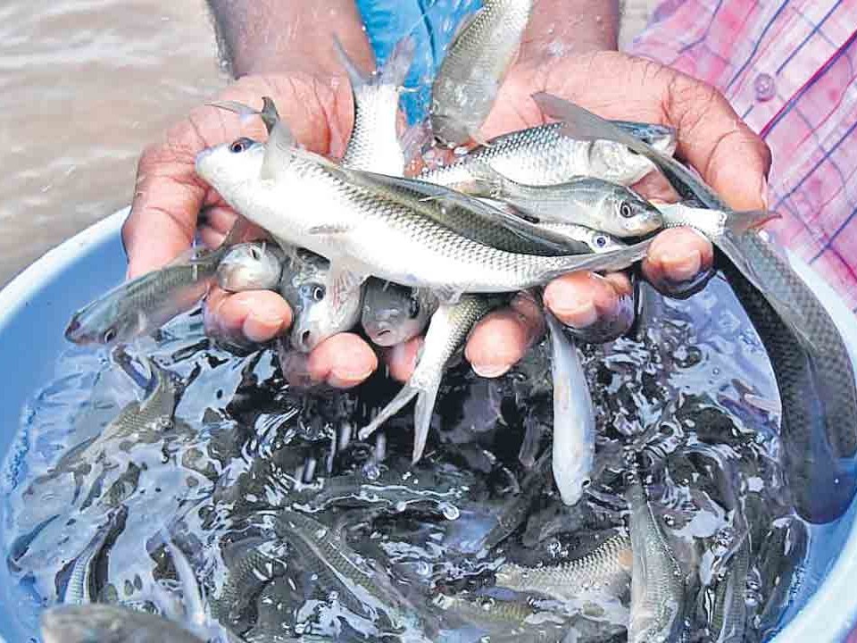 నేడు చేప పిల్లల పంపిణీ ప్రారంభం