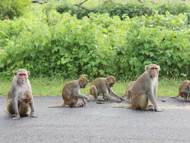 ప్రజలను వేధిస్తున్న కోతుల గుంపు