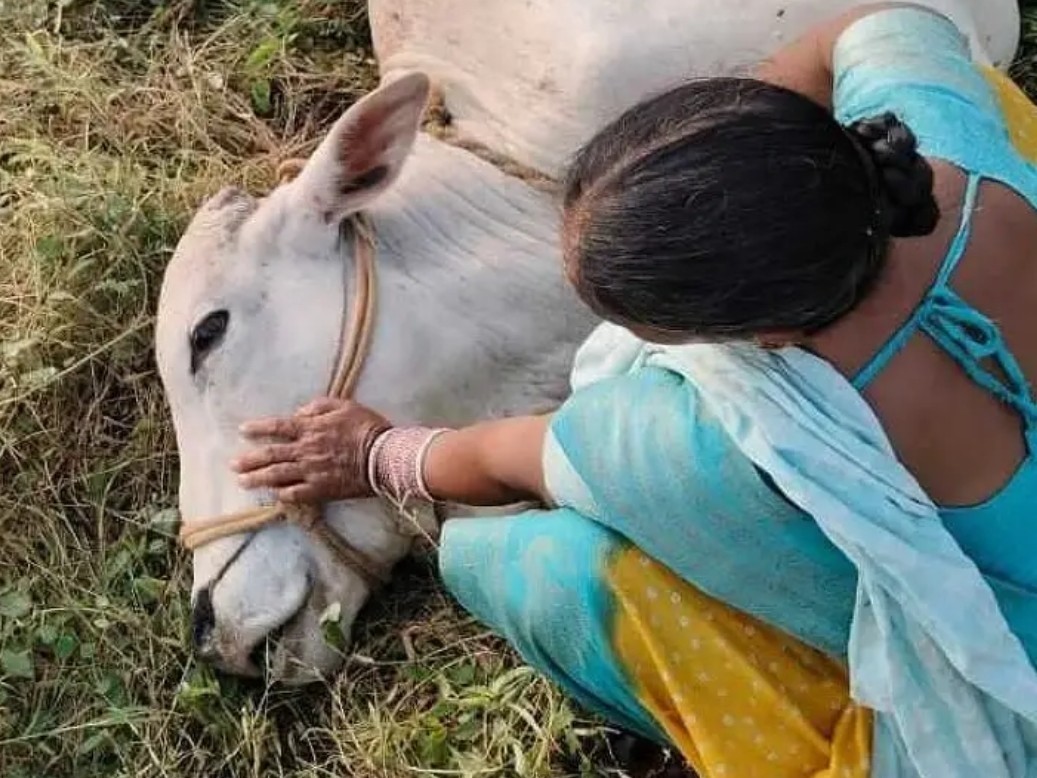 విద్యుత్ షాక్‌తో కాడెద్దు మృతి
