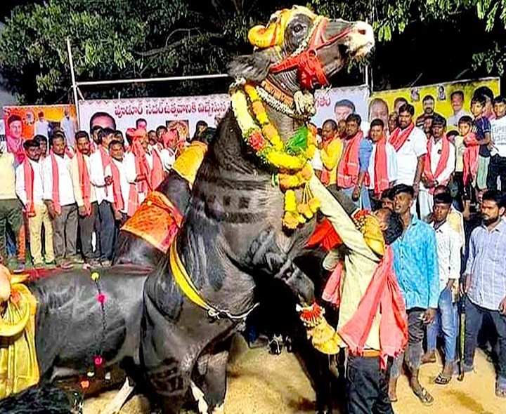 నేడే సదర్ ఉత్సవాలు.. సిద్ధమైన నగరం