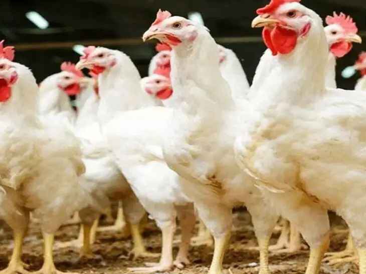 జిల్లాలో స్థిరంగా కొనసాగుతున్న చికెన్ ధరలు