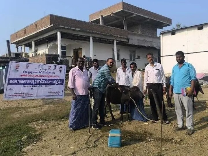 182 పశువులకు గాలికుంటు టీకాలు