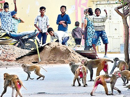 కోతుల గర్జనతో గ్రామం గజగజా.!