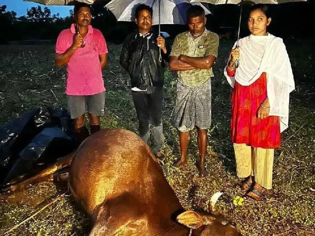 బొంగుపేటలో పిడుగు పడి ఆవు మృతి