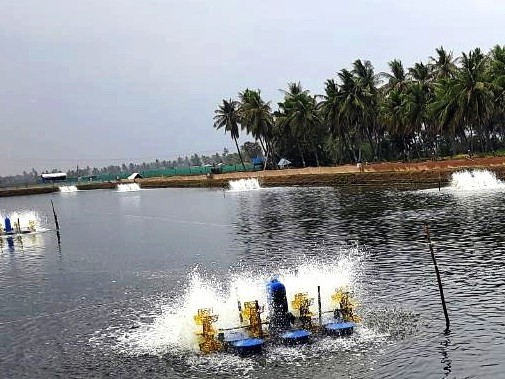 వర్షాలతో ఆక్వా రైతుల్లో ఆందోళన