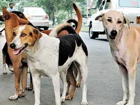 వీధి కుక్కల దాడిలోచిన్నారికి గాయాలు