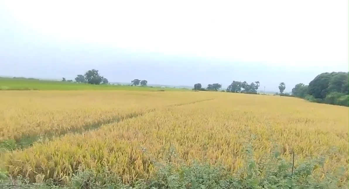 “ప్రతి గ్రామంలో ధాన్యం కొనుగోలు కేంద్రం ఏర్పాటు చేయాలి”