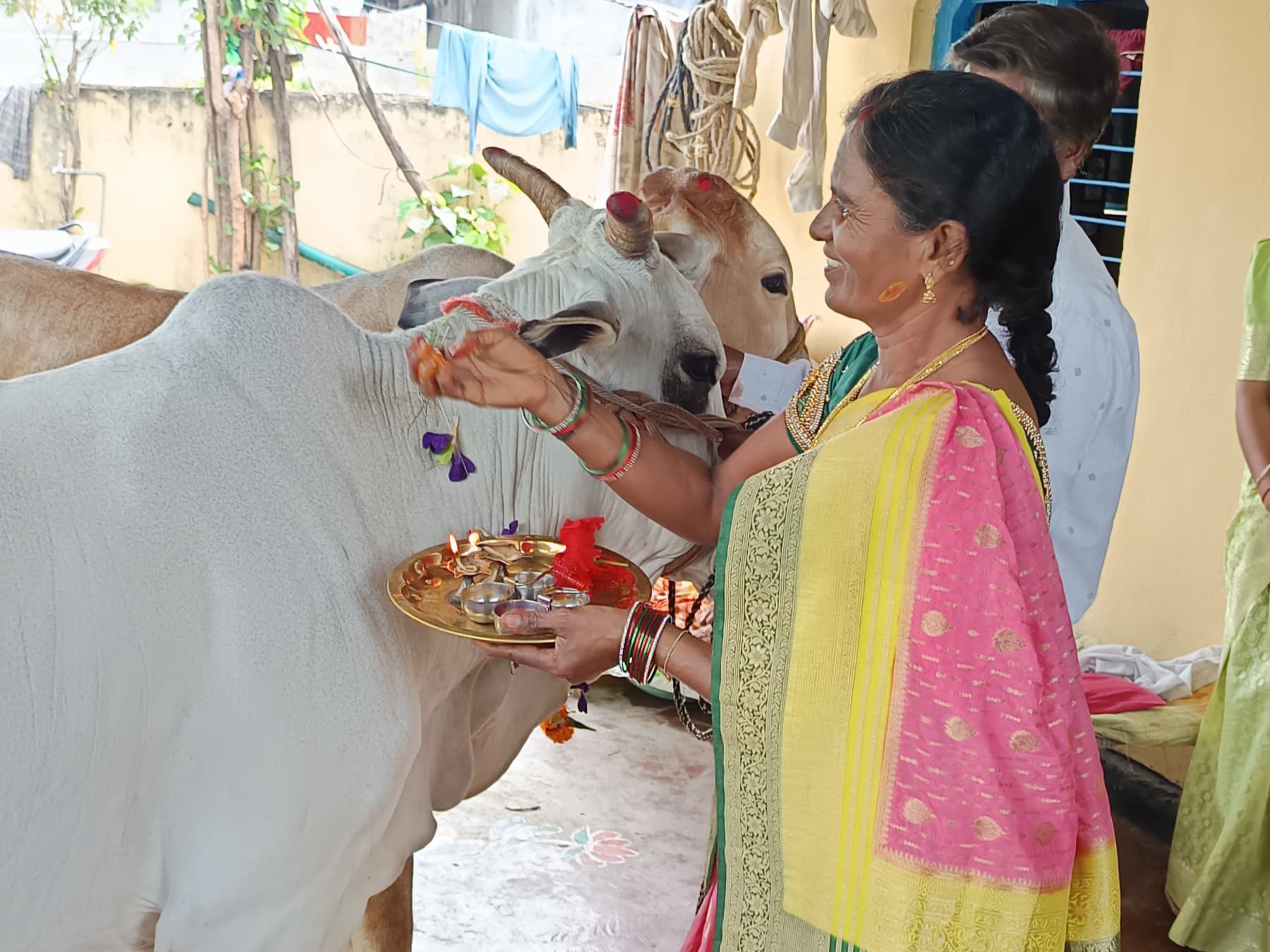 పాడి పశువులకు ప్రత్యేక పూజలు