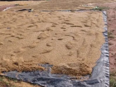 కురిసిన వర్షానికి తడిసిన ధాన్యం