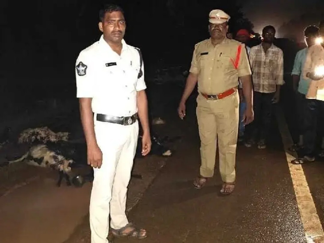 రోడ్డు ప్రమాదం.. 50కి పైగా గొర్రెలు మృతి