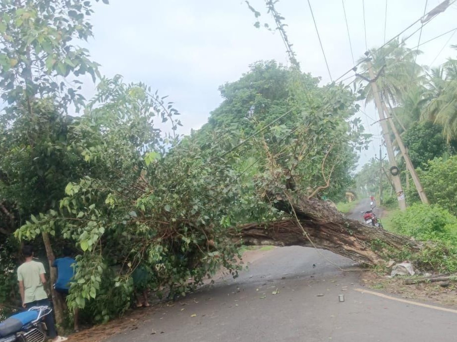 రోడ్డుకు అడ్డంగా కూలిన భారీ వృక్షం