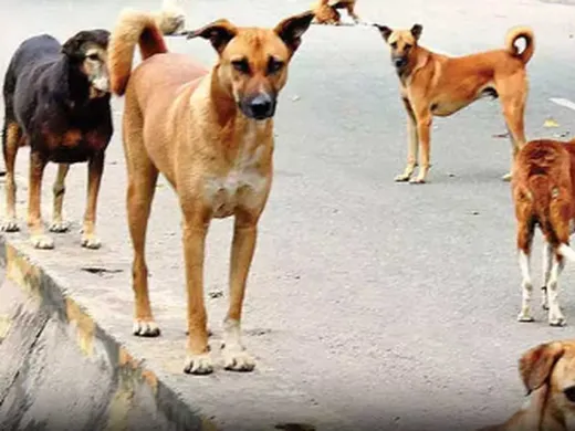 కుక్కల స్వైర విహారం.. 9 మందిపై దాడి