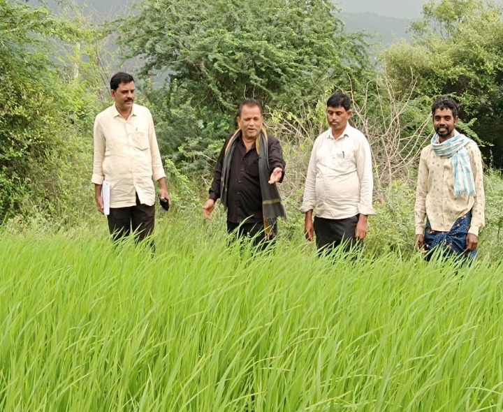 పంట పొలాలను పరిశీలించిన అధికారులు