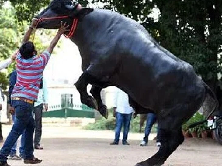 యాదవుల ఖదర్.. హైదరాబాద్ సదర్