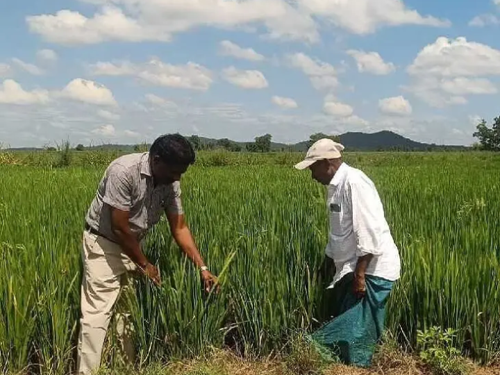 వరి పంట పొలాలను పరిశీలించిన.. AO రామారావు