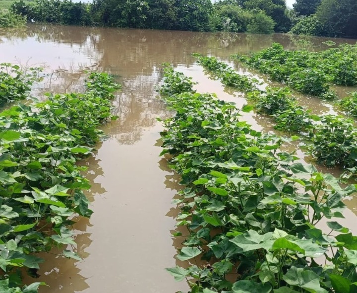 భారీ వర్షాలకు నీట మునిగిన పంటలు
