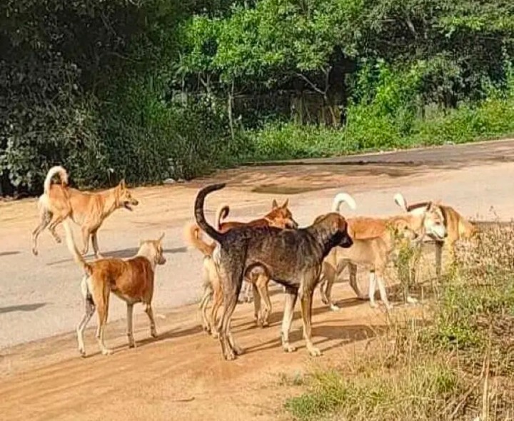 నవాబ్ పేటలో కుక్కల స్వైర విహారం