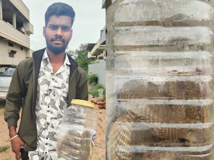 నాగుపామును పట్టుకున్న స్నేక్ టీం సభ్యుడు