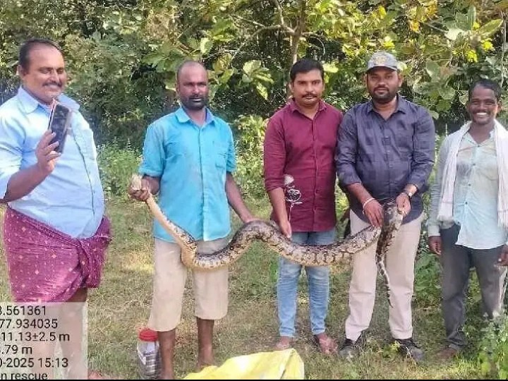 చందూర్‌లో భారీ కొండచిలువ