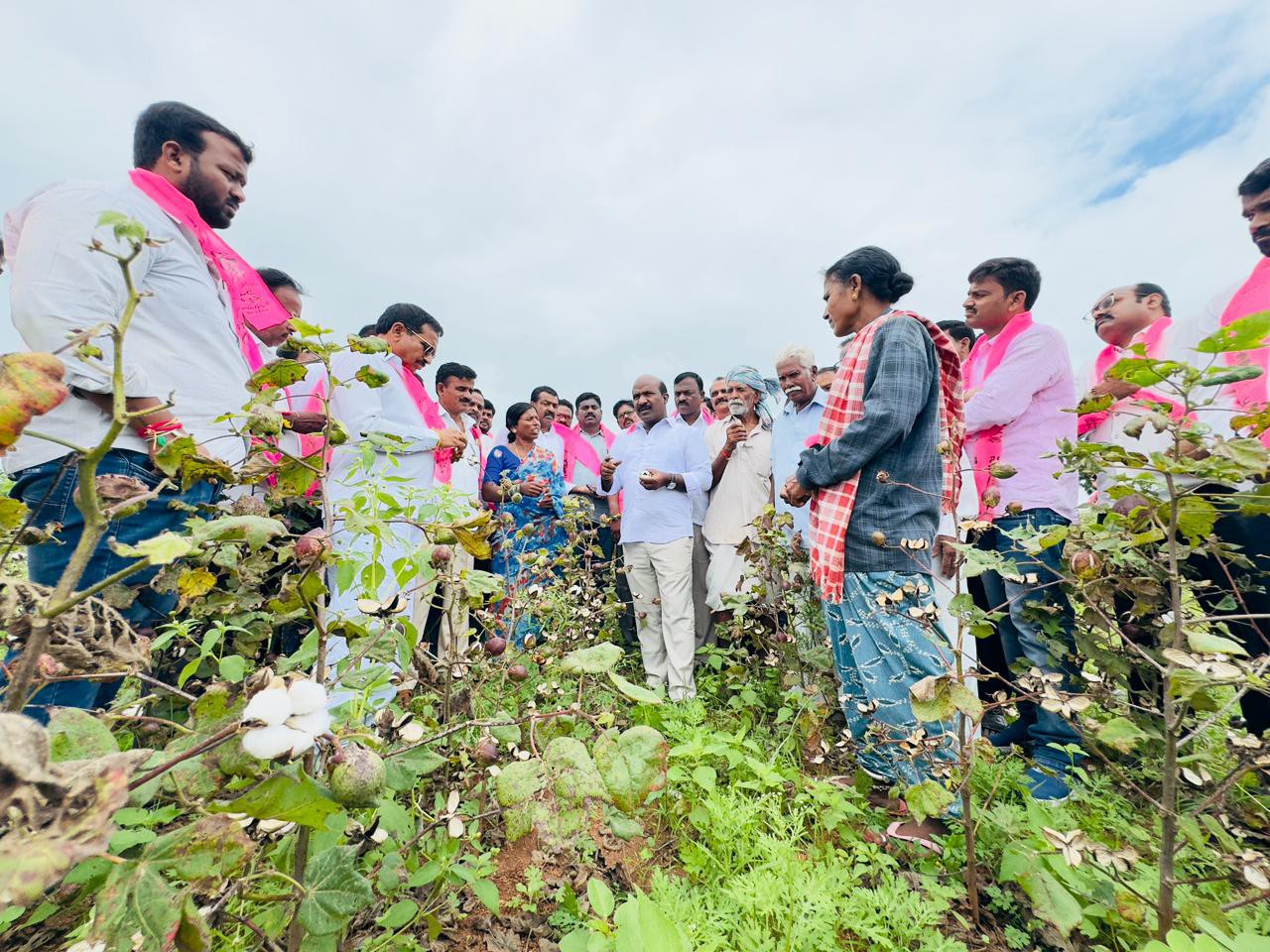 పత్తి చేనులను పరిశీలించిన మాజీ ఎమ్మెల్యే