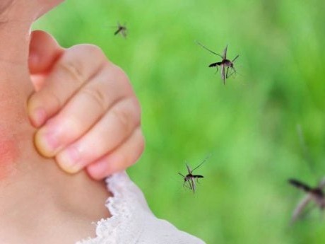 ఏడాదికి రూ.20 కోట్లు.. తగ్గని దోమల బెడద..!