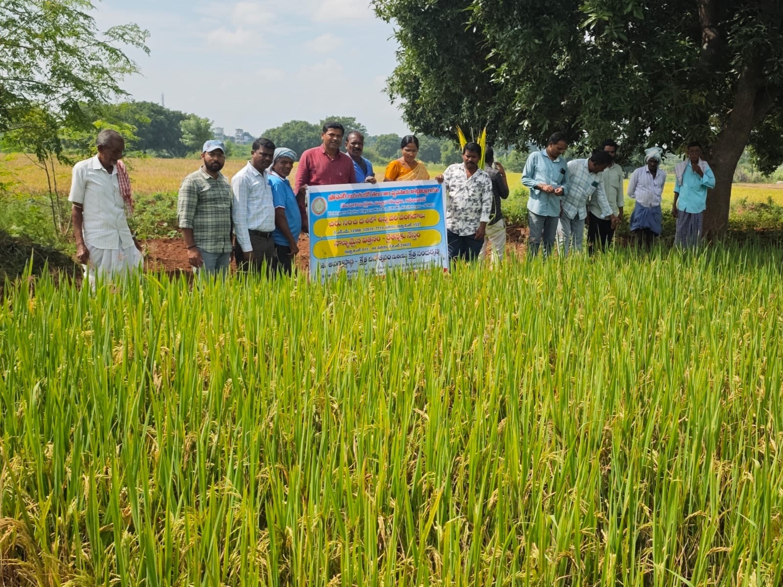 వరి వంగడాలను పరిశీలించిన శాస్త్రవేత్తలు