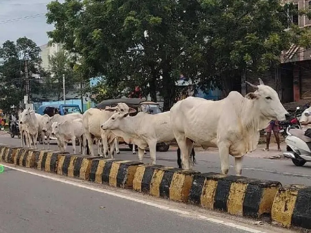 బాపట్ల ప్రధాన రహదారుల్లో గోవుల సంచారం