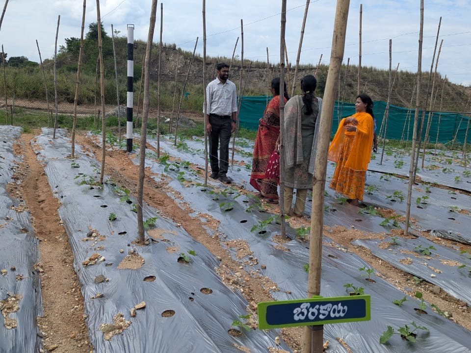 రైతులు ఆర్థిక అభివృద్ధి దిశగా సమీకరణ పంటలు: కలెక్టర్