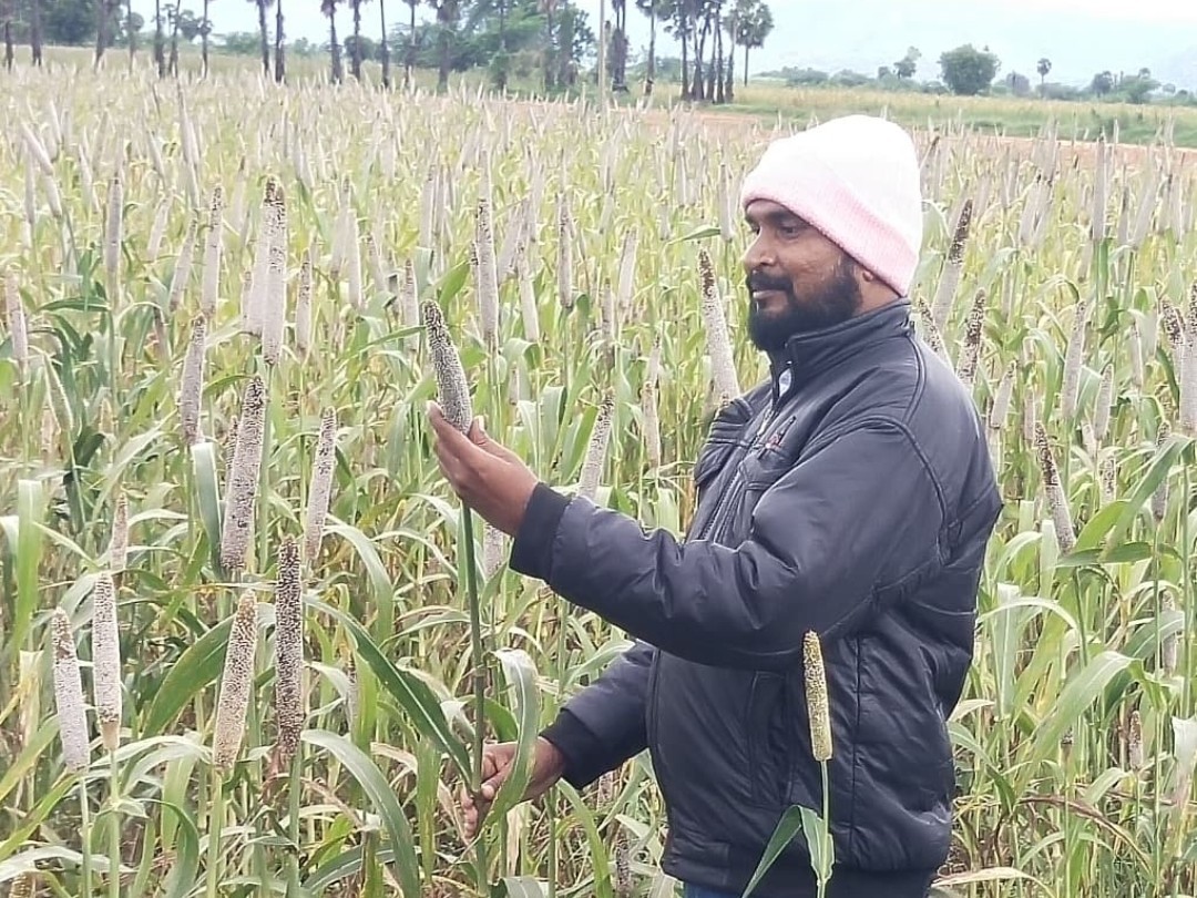 ‘వర్షాల కారణంగా నష్టపోయిన సజ్జ రైతులను ఆదుకోవాలి’