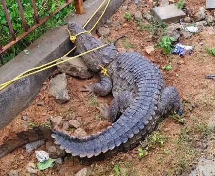 సింగోటం శ్రీవారి చెరువులో మొసలి