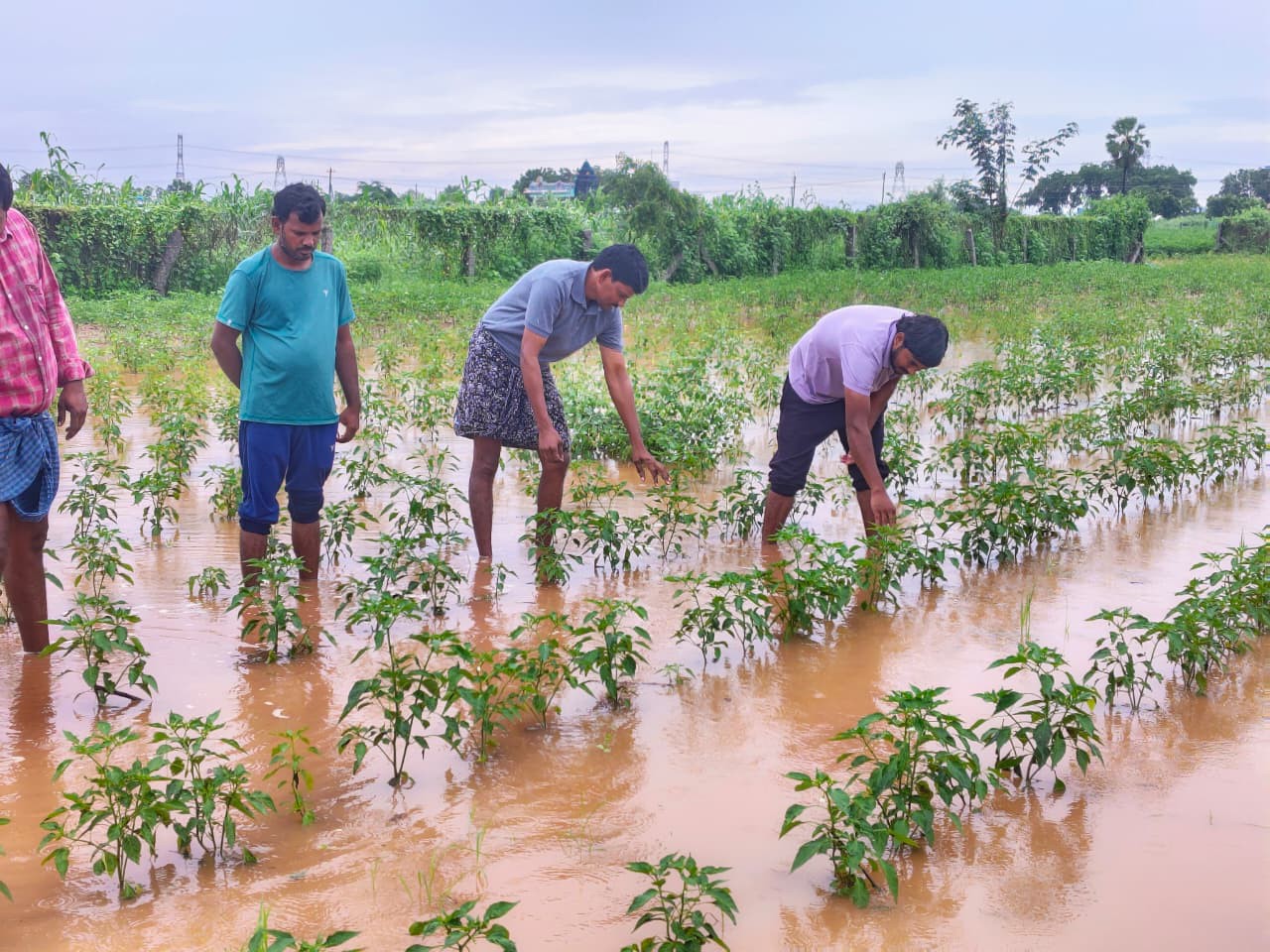 కనిగిరి మండలంలో నీటముడిగిన పంటలు