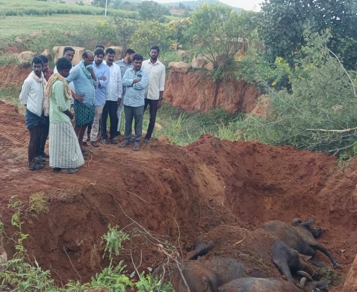 కరెంట్ షాక్‌కు గురైన గేదెలను పరామర్శించిన ఆదిత్య రెడ్డి