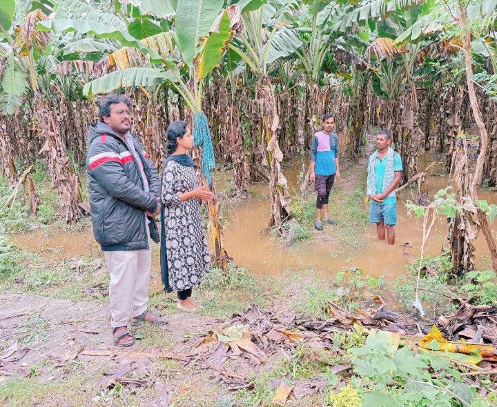 ‘పంటను పరిశీలించిన ఉద్యాన శాఖ అధికారి’