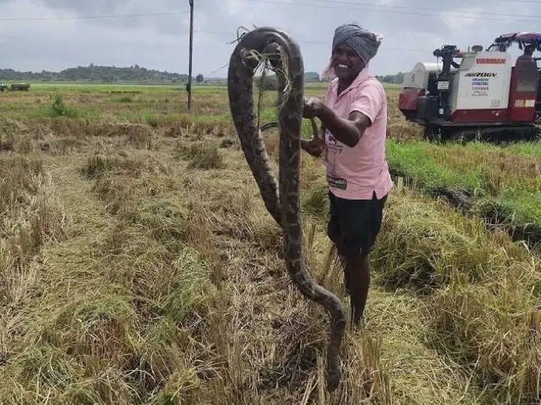 పొలంలో భారీ కొండ చిలువ లభ్యం