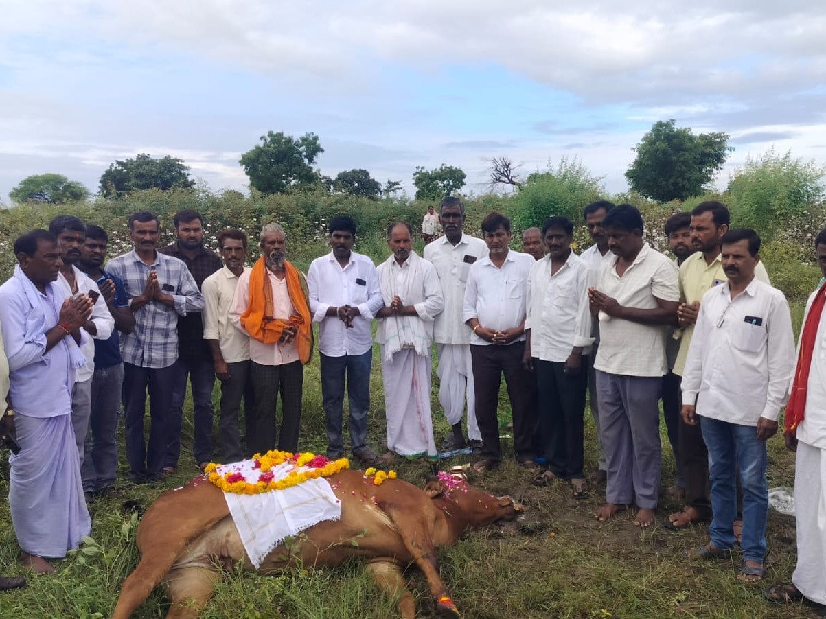 భక్తిశ్రద్ధలతో గోమాతకు అంత్యక్రియలు